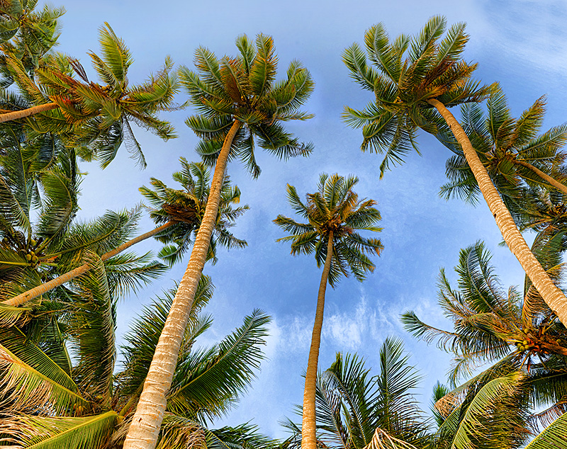 Coconut trees 05